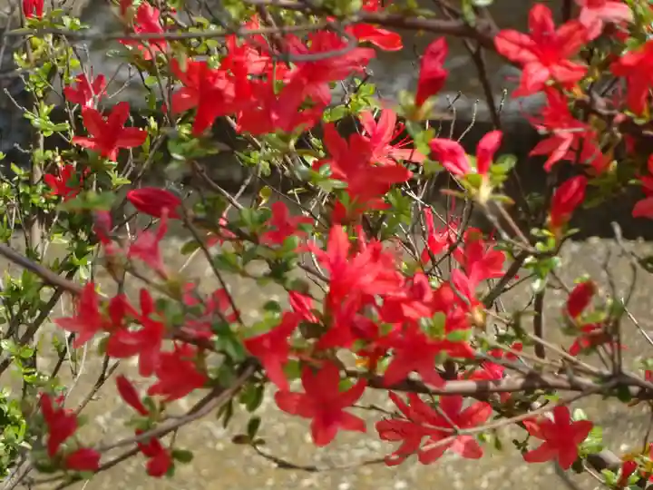 伊勢原 法泉寺の自然