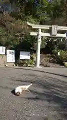 大山祇神社の動物