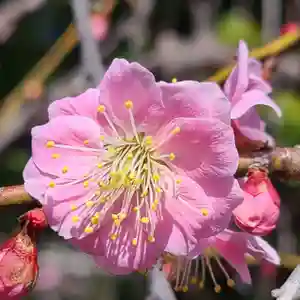 牛嶋天満宮の自然(2023年03月02日(木) 20時56分24秒投稿)