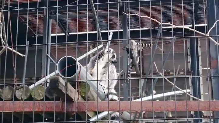 旭川神社の動物