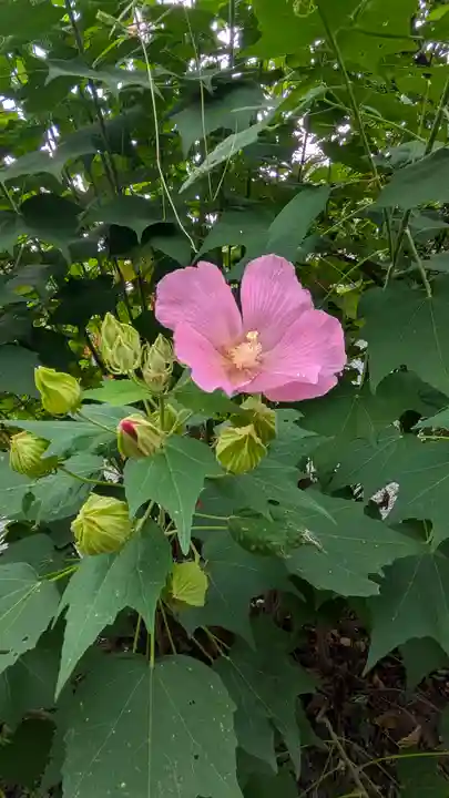 平野神社(京都府)