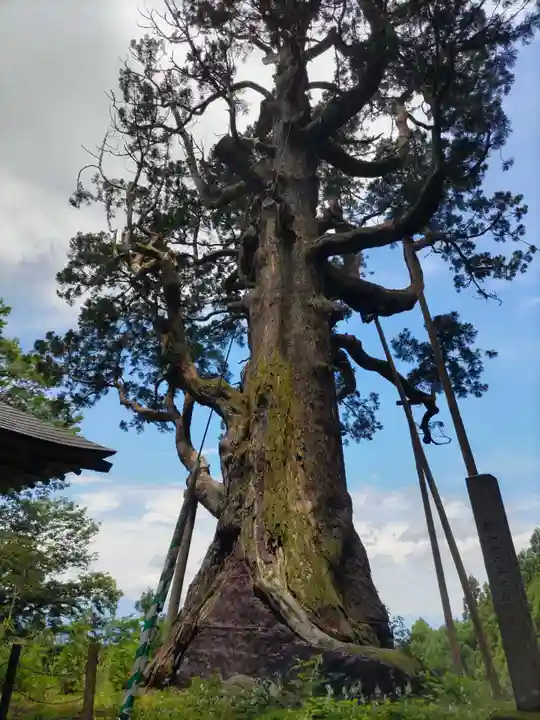 木幡山隠津島神社(二本松市)の自然