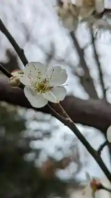 梅宮大社(京都府)