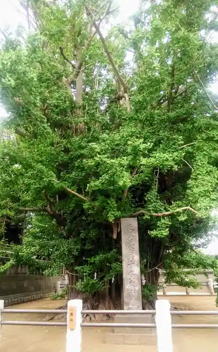 葛飾八幡宮の自然