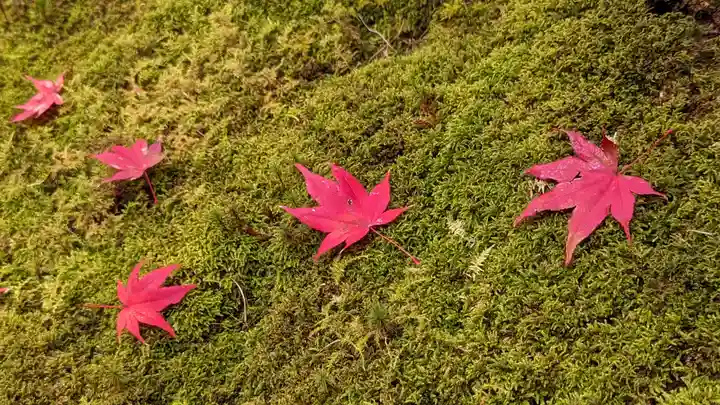 榮攝院(栄摂院)(京都府)