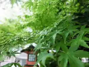 立志神社の自然(2021年05月20日(木) 11時09分25秒投稿)