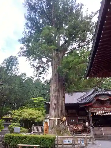 北口本宮冨士浅間神社の自然