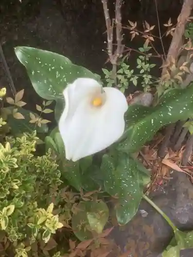 髙牟神社の自然