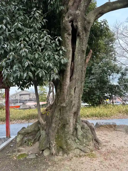 佐和良義神社の自然