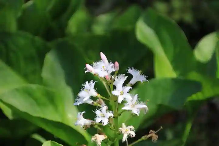 神炊館神社 ⁂奥州須賀川総鎮守⁂の庭園