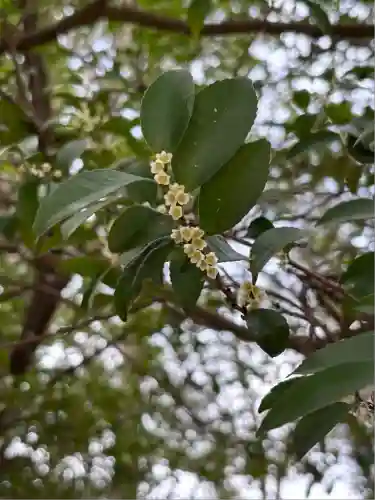 岡部春日神社～👹鬼門よけの🌺花咲く🌺やしろ～(福島県)