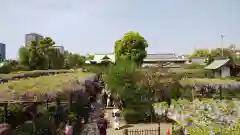 亀戸天神社の庭園