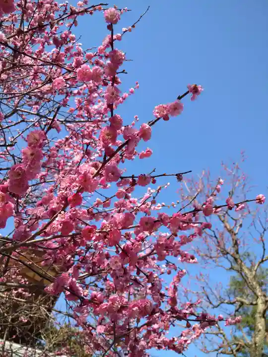北野天満宮の自然