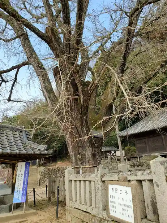 六條八幡宮の自然