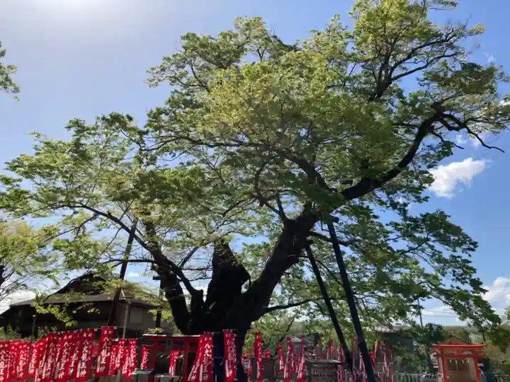 秩父今宮神社の自然