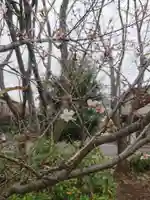 櫻木神社の自然