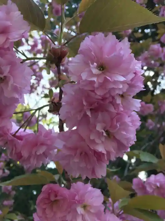 播州清水寺の自然