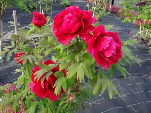 牡丹稲荷神社の自然