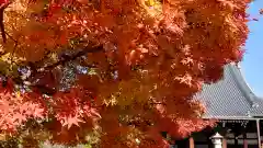 妙顯寺（妙顕寺）(京都府)