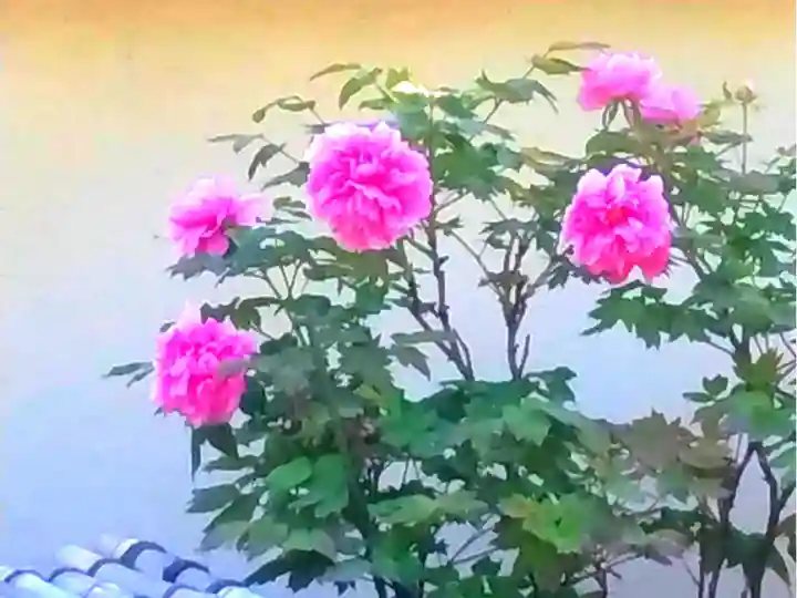 薬師院(兵庫県)