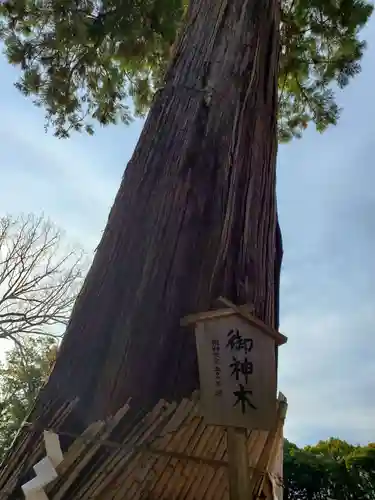 大宮八幡宮の自然
