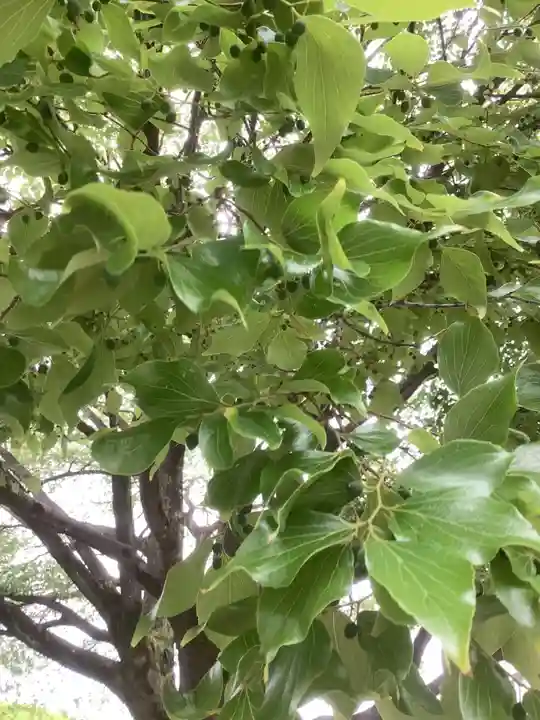 西八龍社の自然