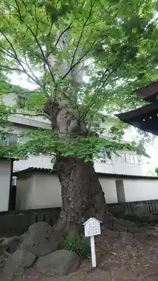 楊原神社の自然