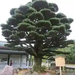 石川護國神社の庭園