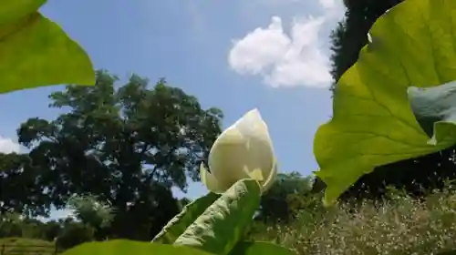 半木神社の庭園