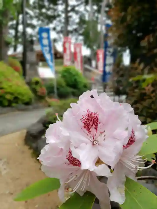 中野沼袋氷川神社の自然