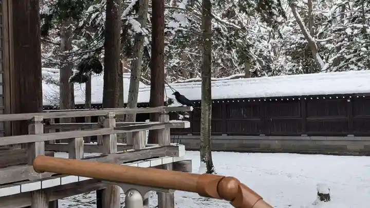 上川神社の動物