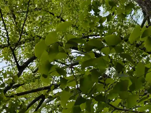 赤坂氷川神社(東京都)