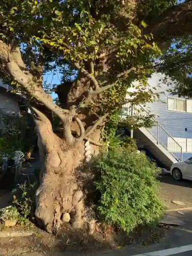 相模国総社六所神社の自然