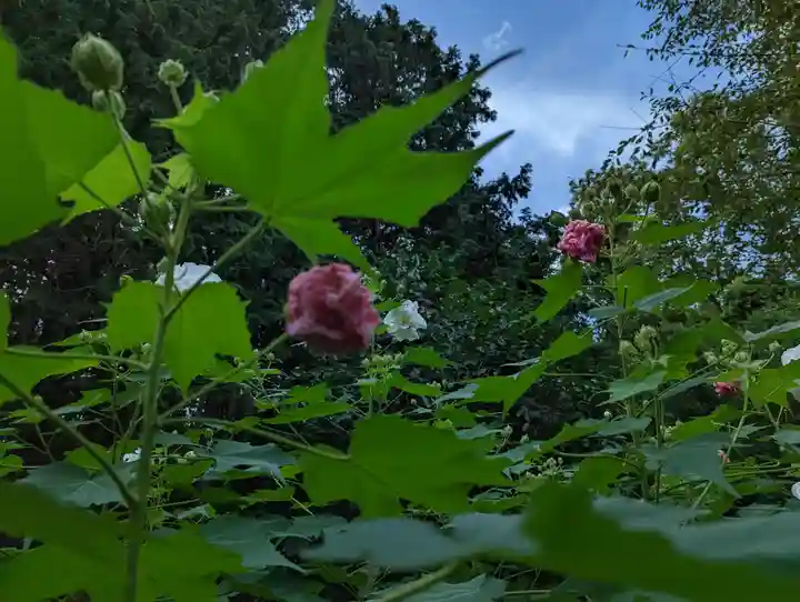 大乗寺(京都府)