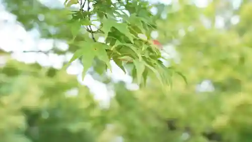 真正極楽寺（真如堂）の自然