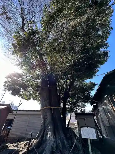 熊野神社(東京都)