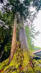 八幡神社(福井県)