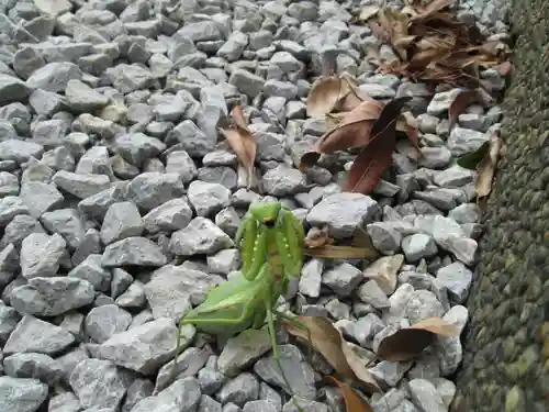 屋久島大社の動物