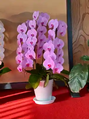 妙蓮寺(神奈川県)