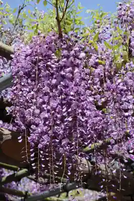 亀戸天神社(東京都)