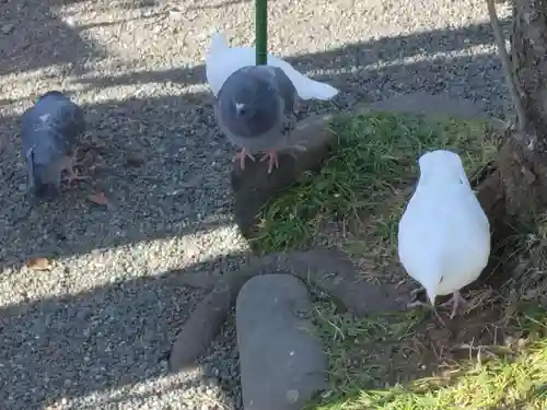 旗上弁財天社の動物