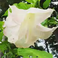 豊景神社の自然