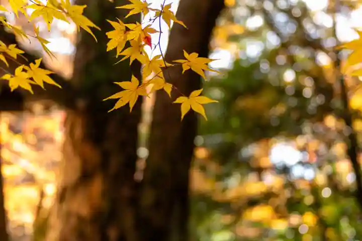 柞原八幡宮(大分県)