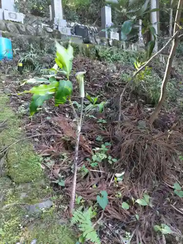 （廃寺）千手院のお墓