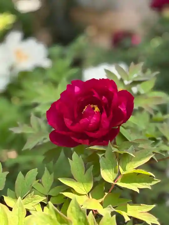 薬師院(兵庫県)