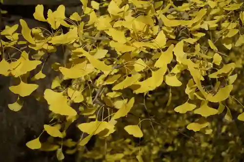 丹生酒殿神社の自然