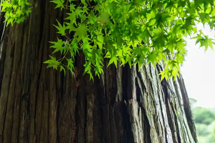 御山神社(厳島神社奧宮)(広島県)