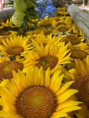 橘神社の手水舎