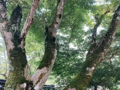 地蔵院の山門