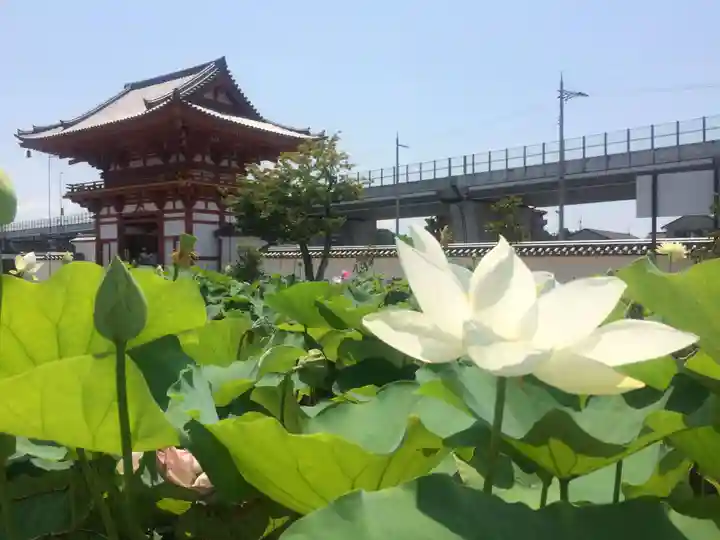 喜光寺(奈良県)